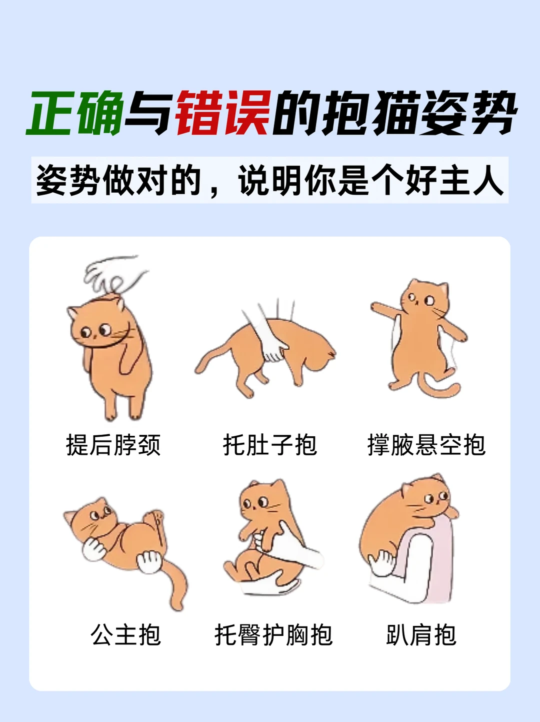 正确与错误的抱猫姿势