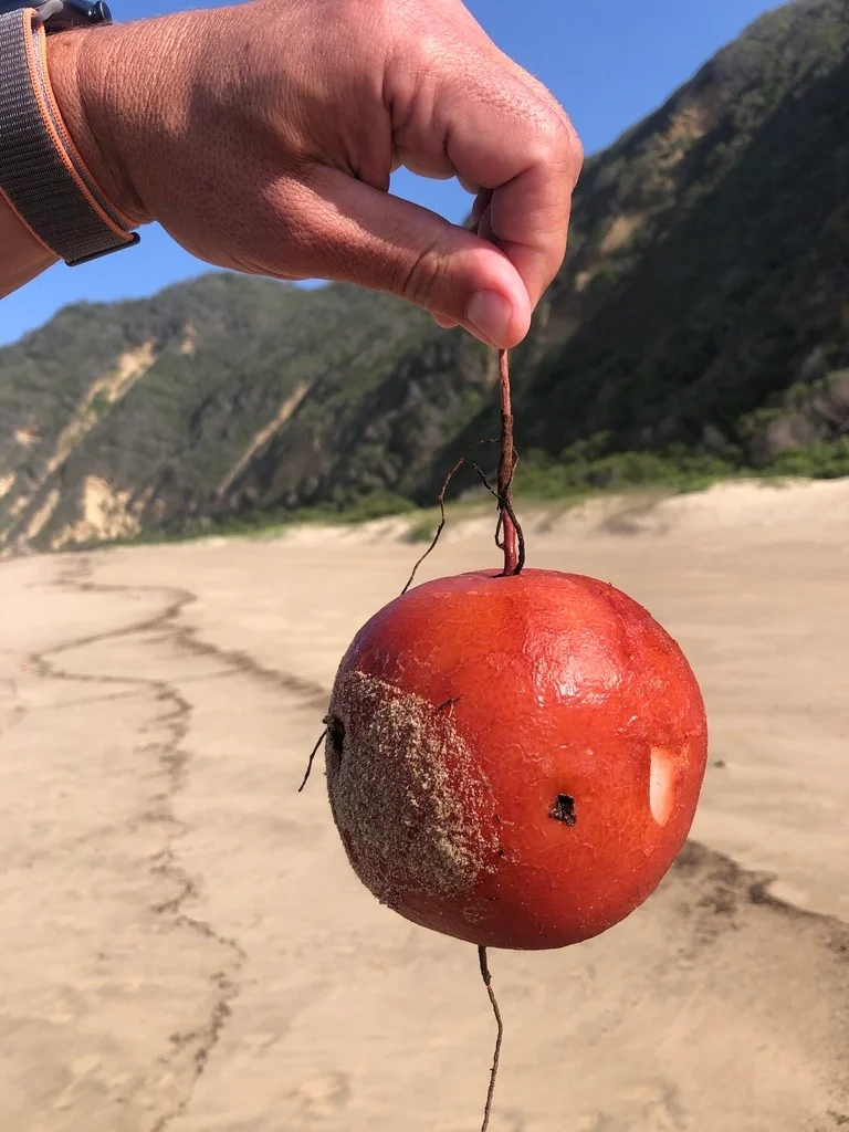 非洲神奇水果～狒狒葡萄Rhoicissus