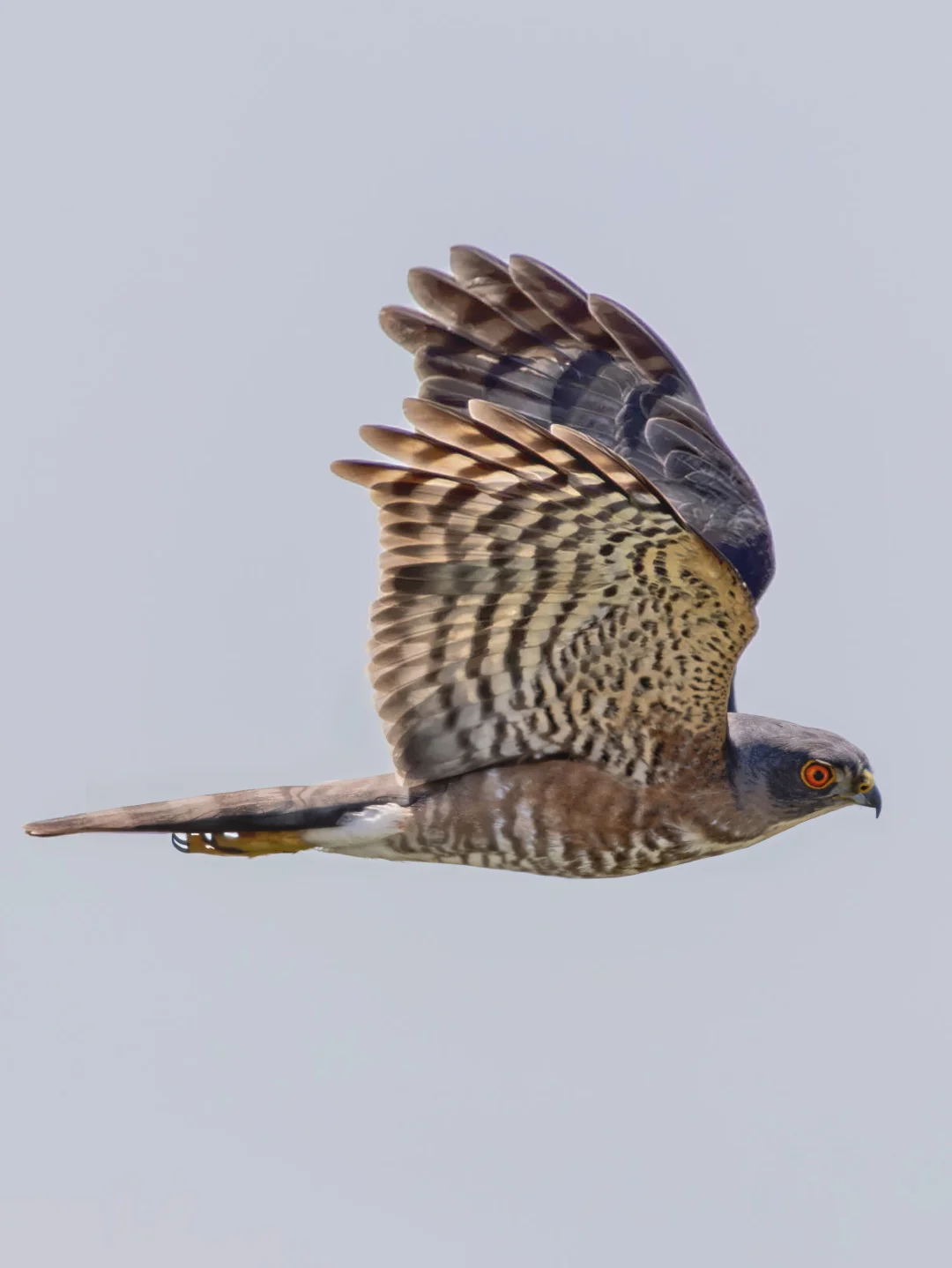 被这只红眼松雀鹰帅到了！