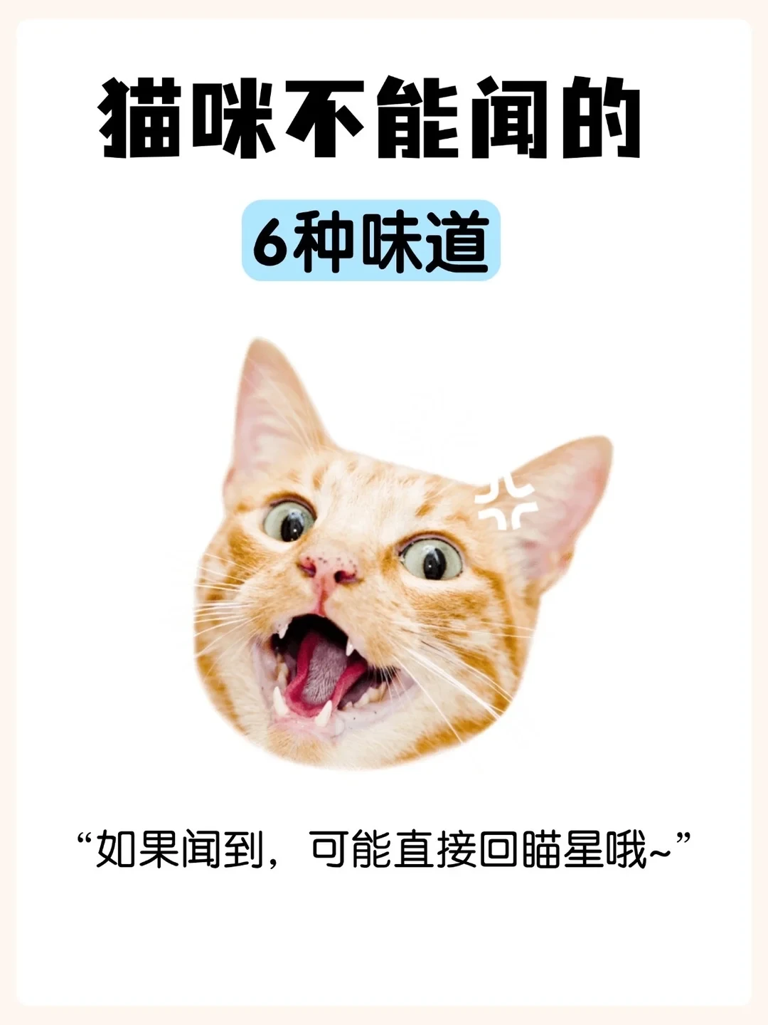 猫咪不能闻的6种味道、你家猫猫闻过吗？