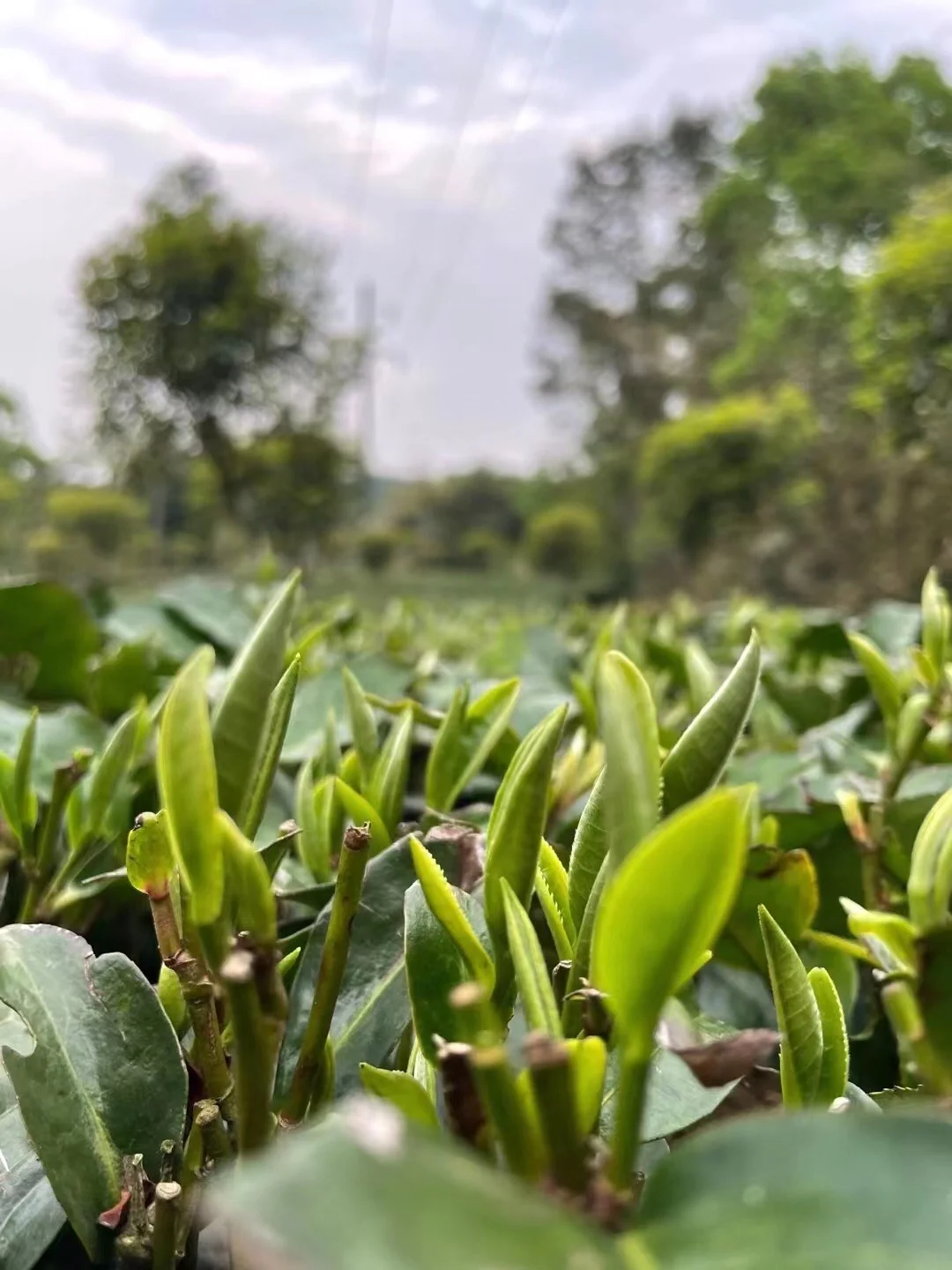 春茶，是一年中品质最好的茶。