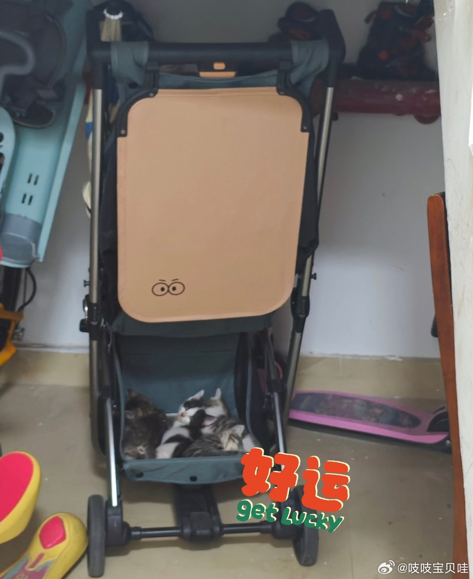 周五的楼道里的小推车里突然多出好多只奶猫
车车主人请物业把它们带走了

这两天就看另外两只大猫在一楼跑来跑去
孩子说图二图三是奶猫的父母

又让物业把这两只带到物业办公室了
物业说小奶猫有人领养
大猫没有人领养
它俩又跑出来当野猫了[笑cry][笑cry]

太能理解“男孩养大的狗被卖当场痛哭”
我老 ​