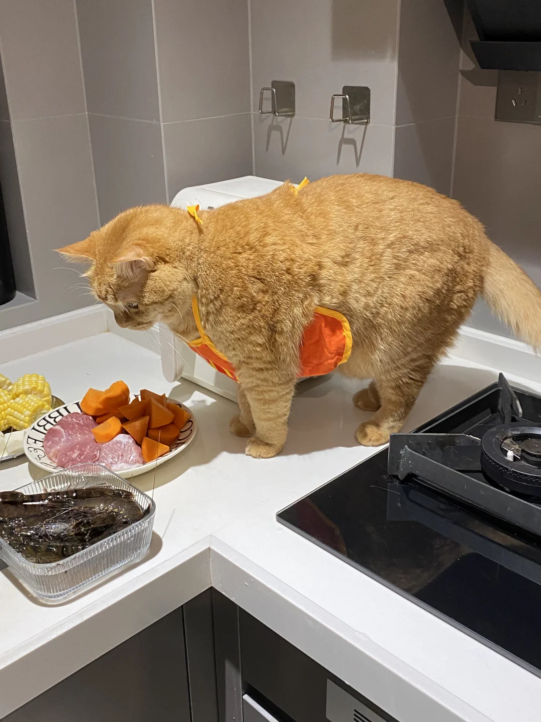 小猫体验100种职业😝
