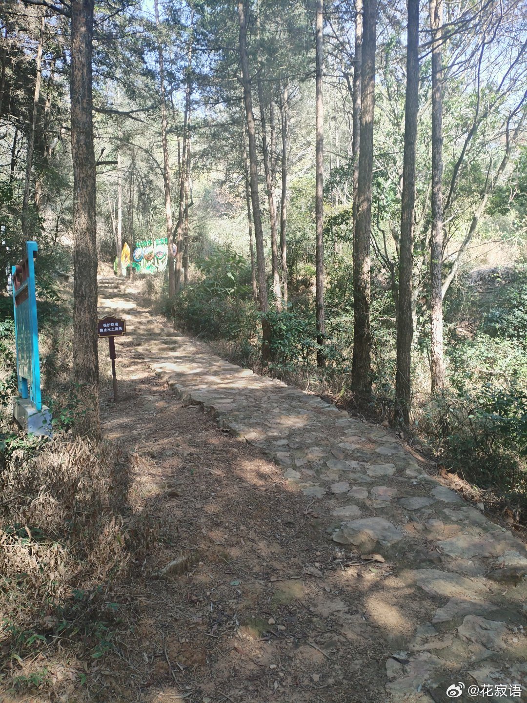 永春大鹏山风景区&大鹏山徒步登山道&登山道——油杉是福建省重点保护植物，属渐危树种，具有极高的科研价值、经济价值和生态价值。  ​