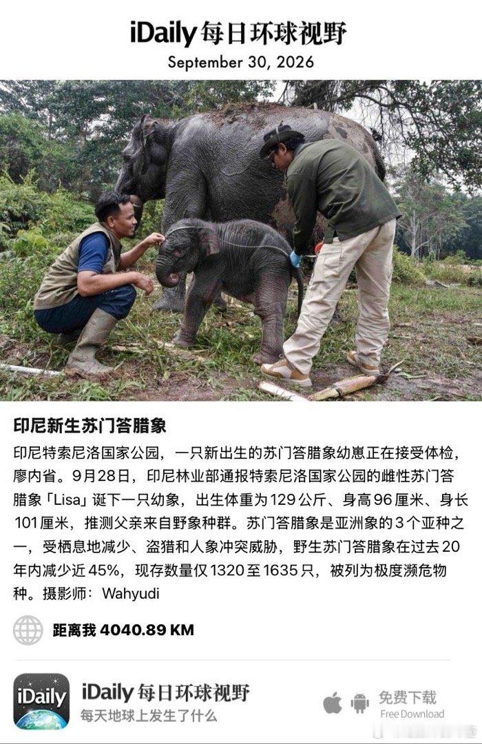 September 30, 2026 - 印尼特索尼洛国家公园，一只新出生的苏门答腊象幼崽正在接受体检，廖内省。9月28日，印尼林业部通报特索尼洛国家公园的雌性苏门答腊象「Lisa」诞下一只幼象，出生体重为129公斤、身高96厘米、身长101厘米，推测父亲来自野象种群。苏 ​