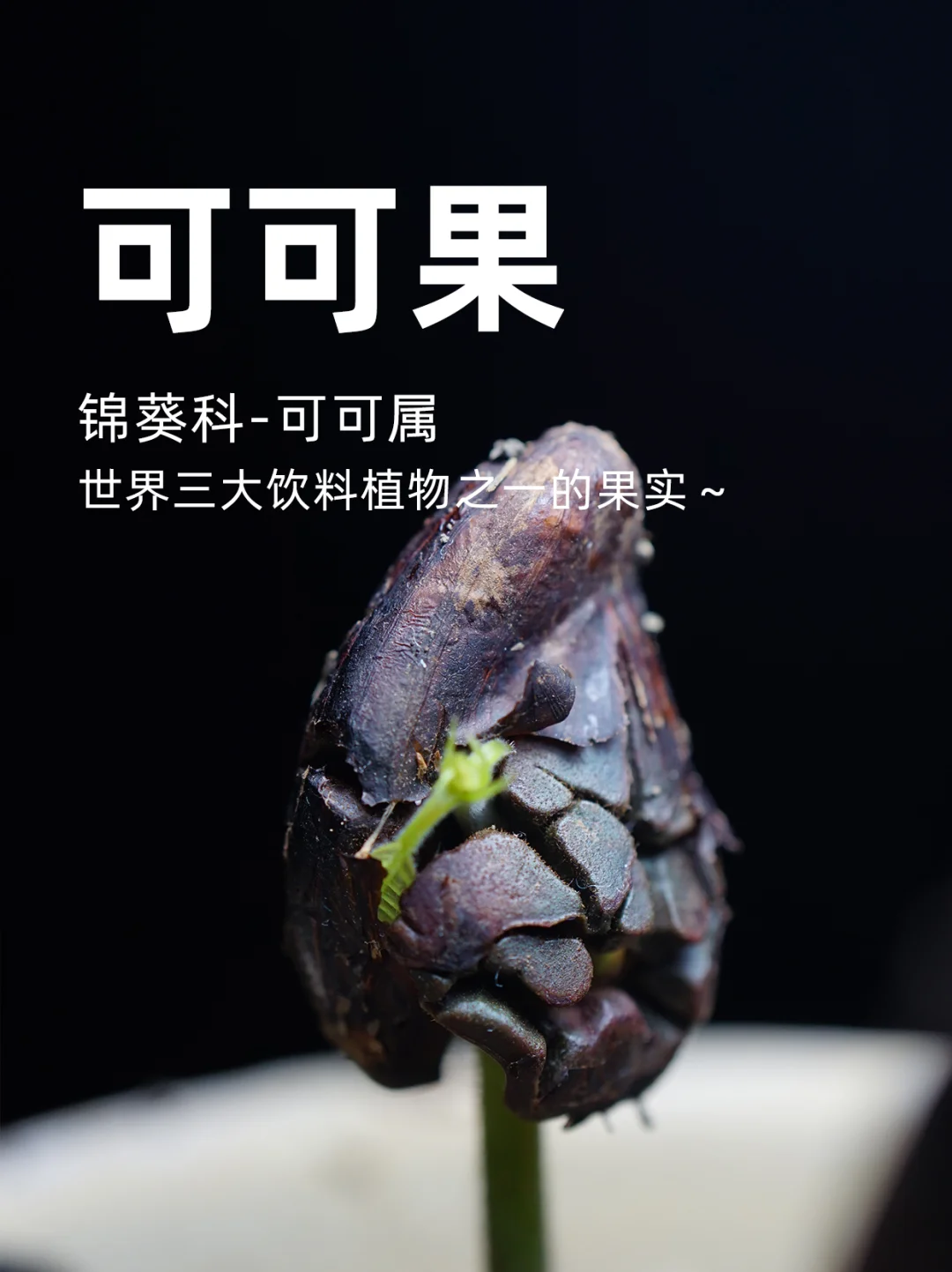 挂在树上的巧克力，可可果和它的种子们～