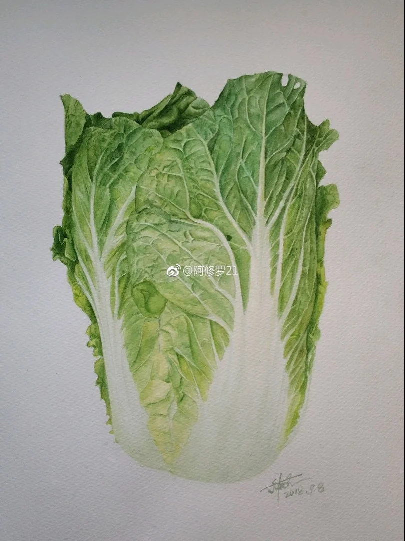 大白菜，水彩画~ 附步骤图，以及素材照片。有一块颜色没调好。