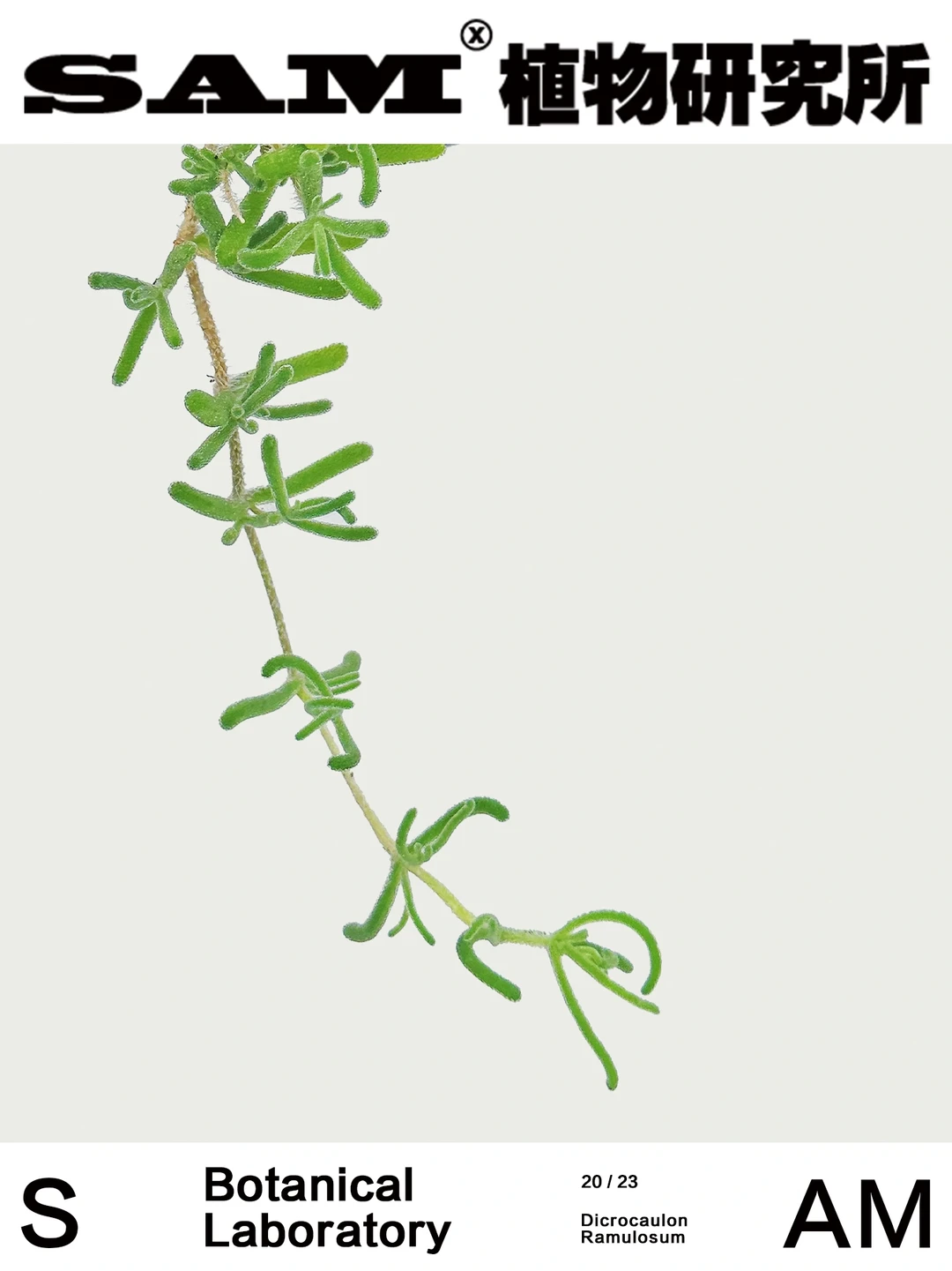 枝干番杏 | Dicrocaulon Ramulosum.