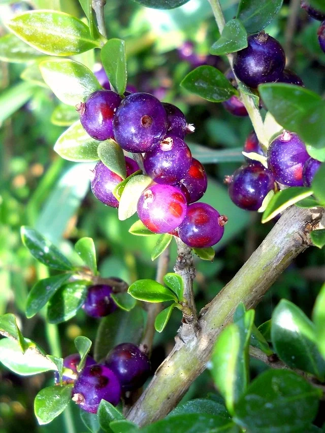 蕊帽忍冬 Lonicera ligustrina