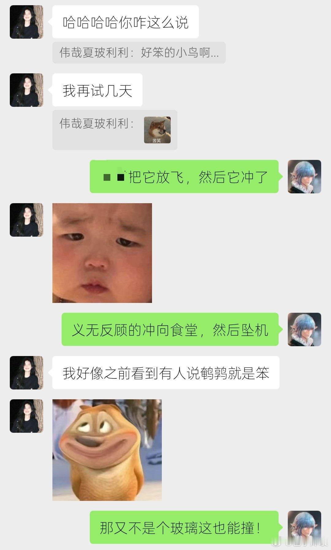 同事捡到只撞墙小鹌鹑，安置了一会放飞
飞天小葫芦起飞，冲刺
…然后我和同事哥看着它再撞墙坠机[哆啦A梦害怕][哆啦A梦害怕] ​