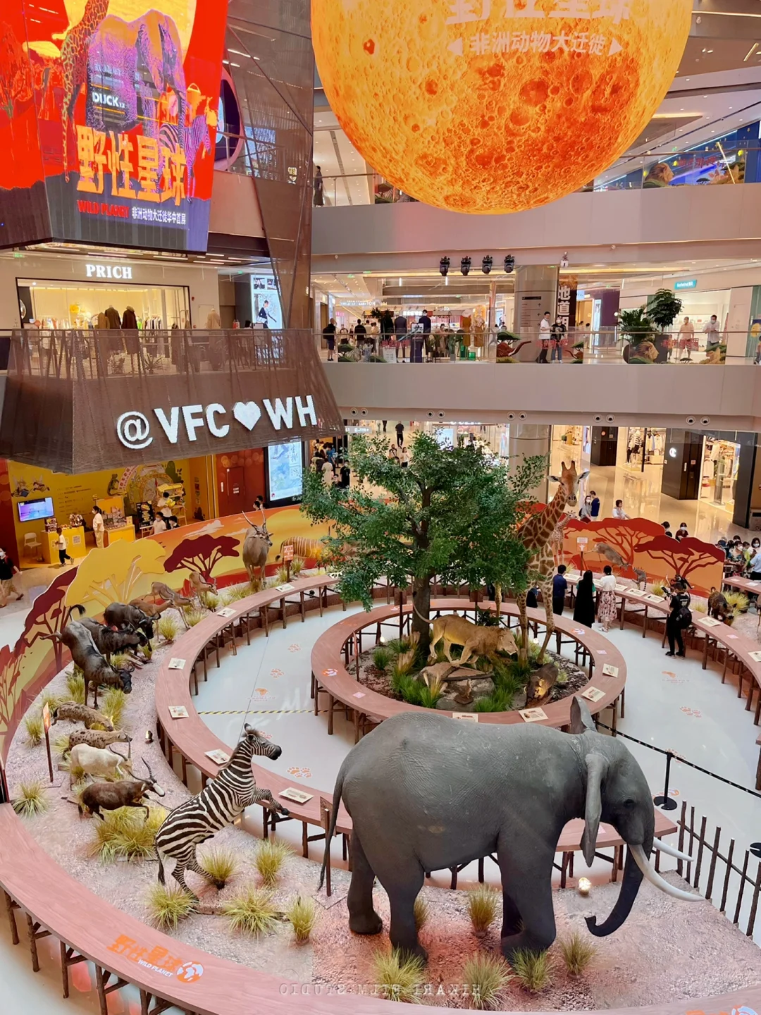 武汉遛娃8️⃣4️⃣站—0元看非洲动物大迁徙🦒