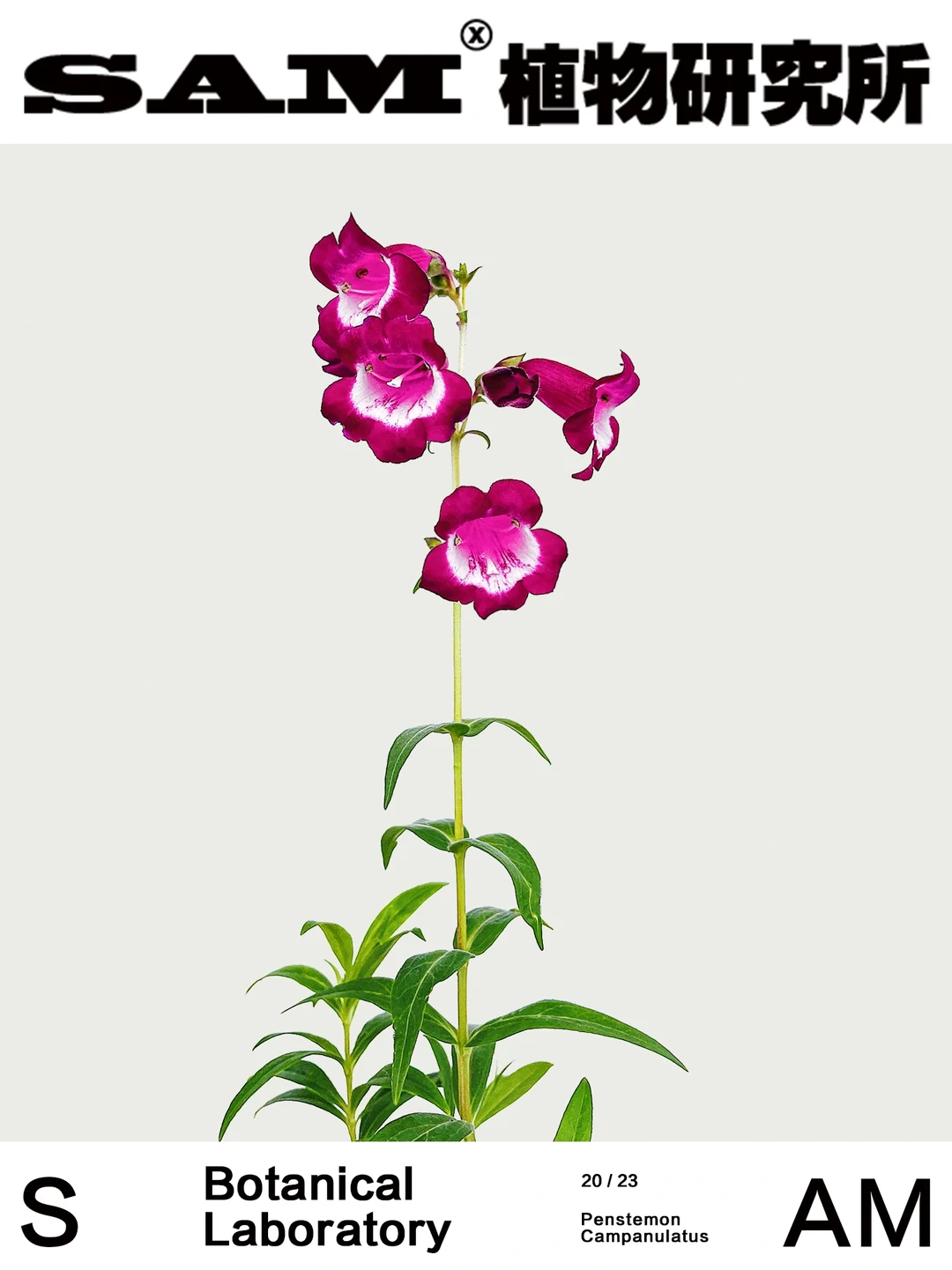 钓钟柳｜Penstemon Campanulatus