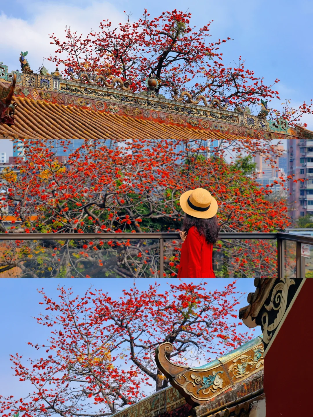 国画里的春色关不住🌺农讲所的木棉花开了