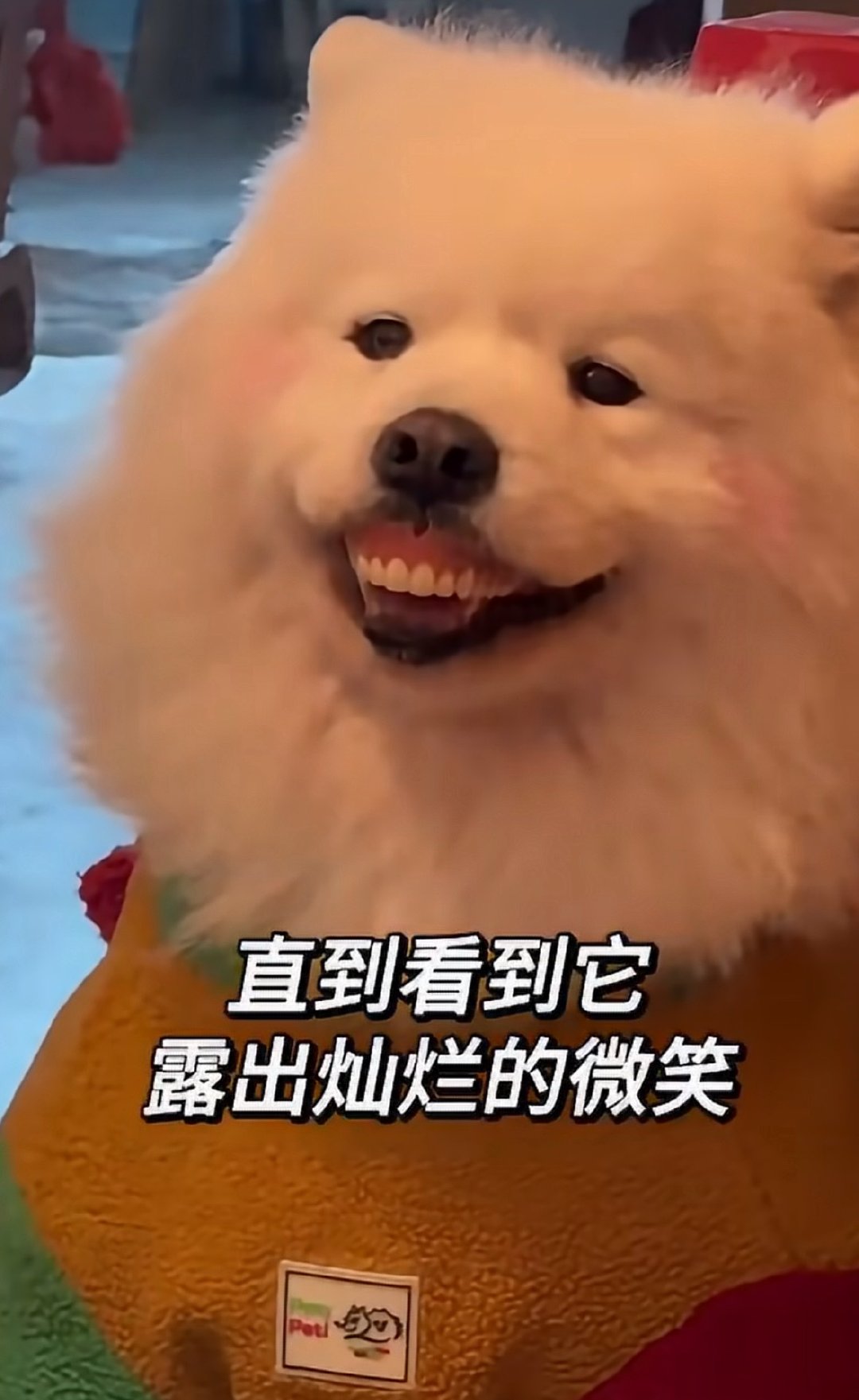 #奶奶假牙不见小狗露八颗牙#哈哈哈刚开始没觉得，仔细一看笑崩溃了[泪奔][泪奔][泪奔] ​
