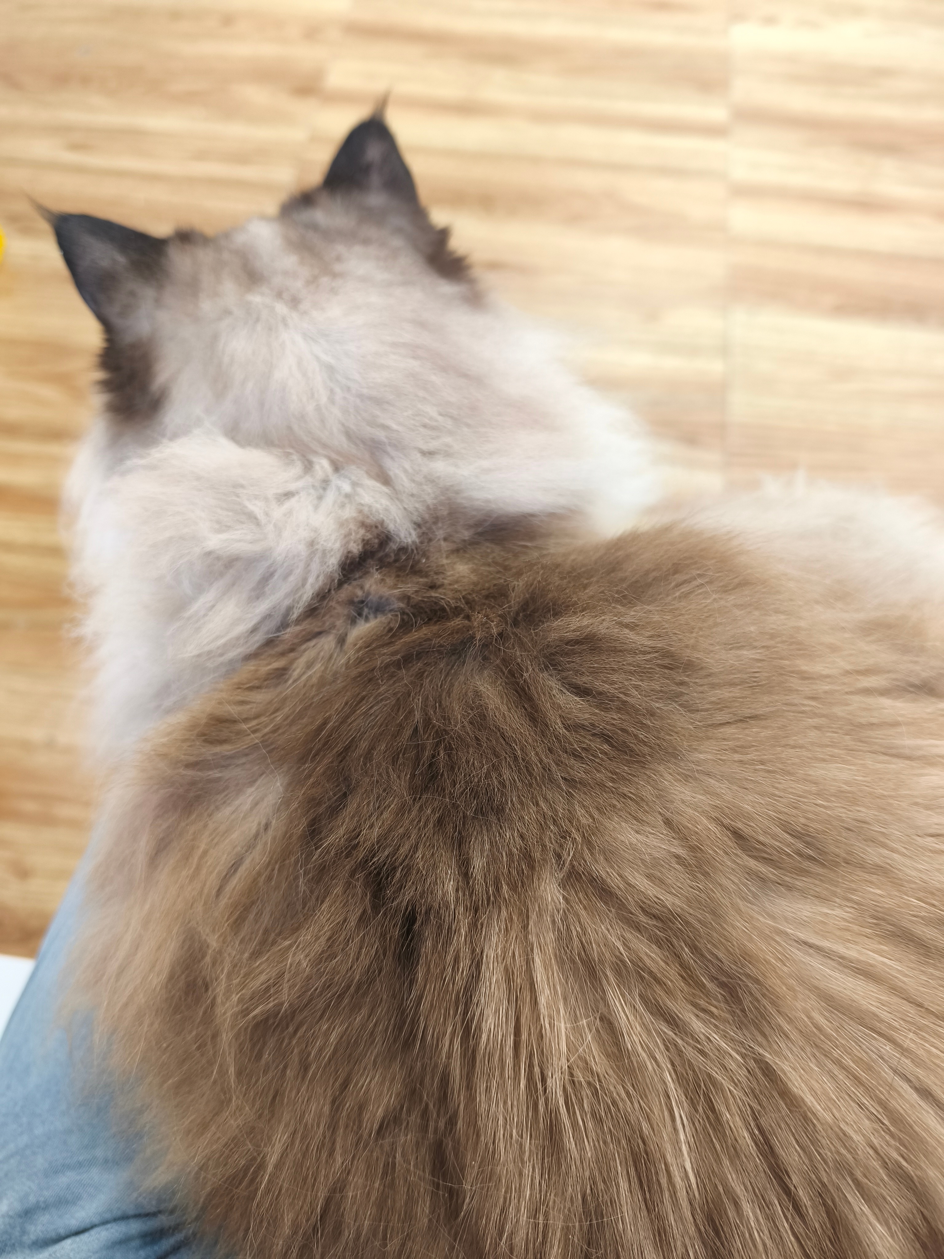 大胖猪四个爪子偷偷发力 ​​​
