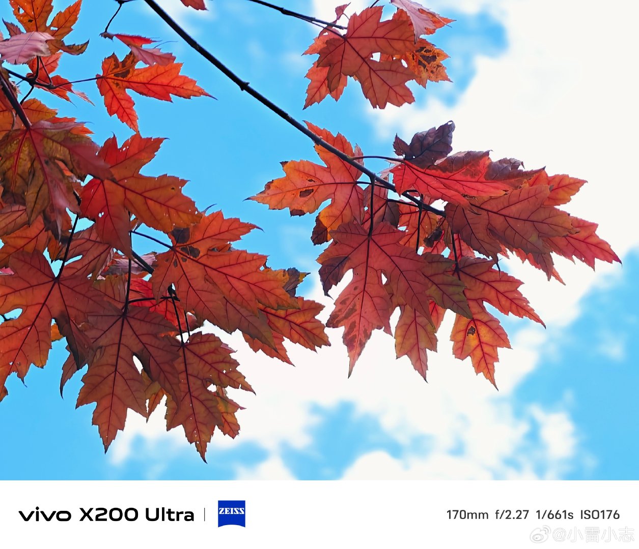 #vivo[超话]# 晴空衬着层层红枫，秋叶热烈舒展。vivo X200 Ultra蔡司镜头，定格秋日独有的浓烈色彩，把蓝天与红叶的浪漫收藏进画面。#vivo超话# ​