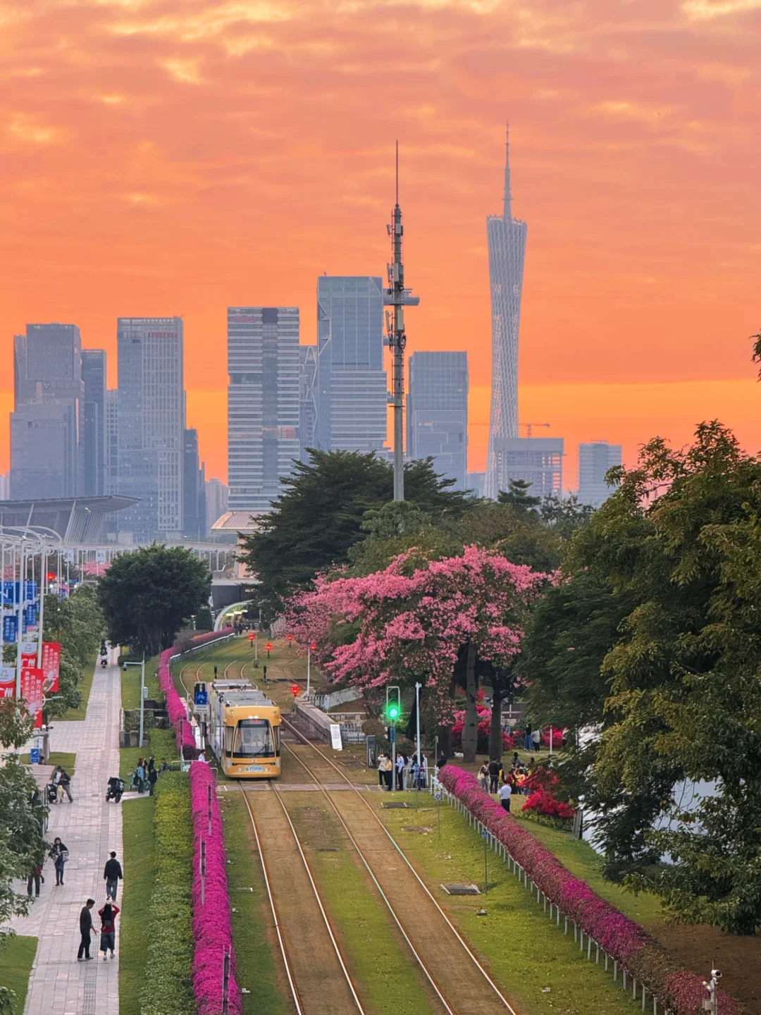 11.23实况～广州夕阳电车异木棉🚃美得像漫画