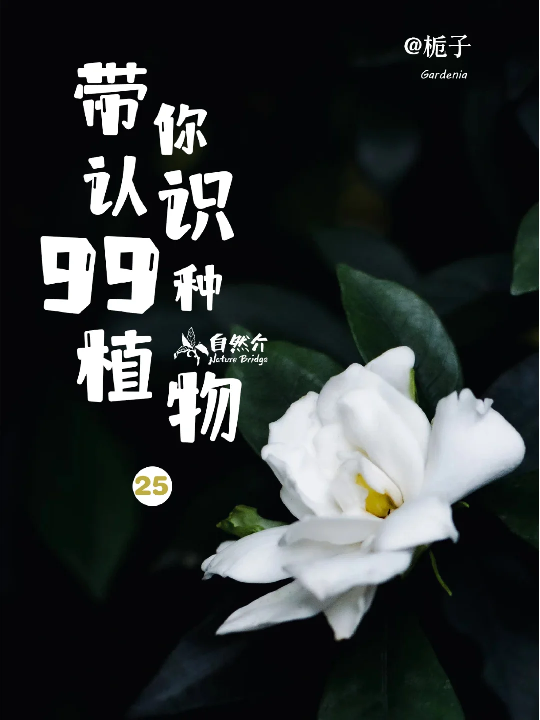 带孩子认识99种植物