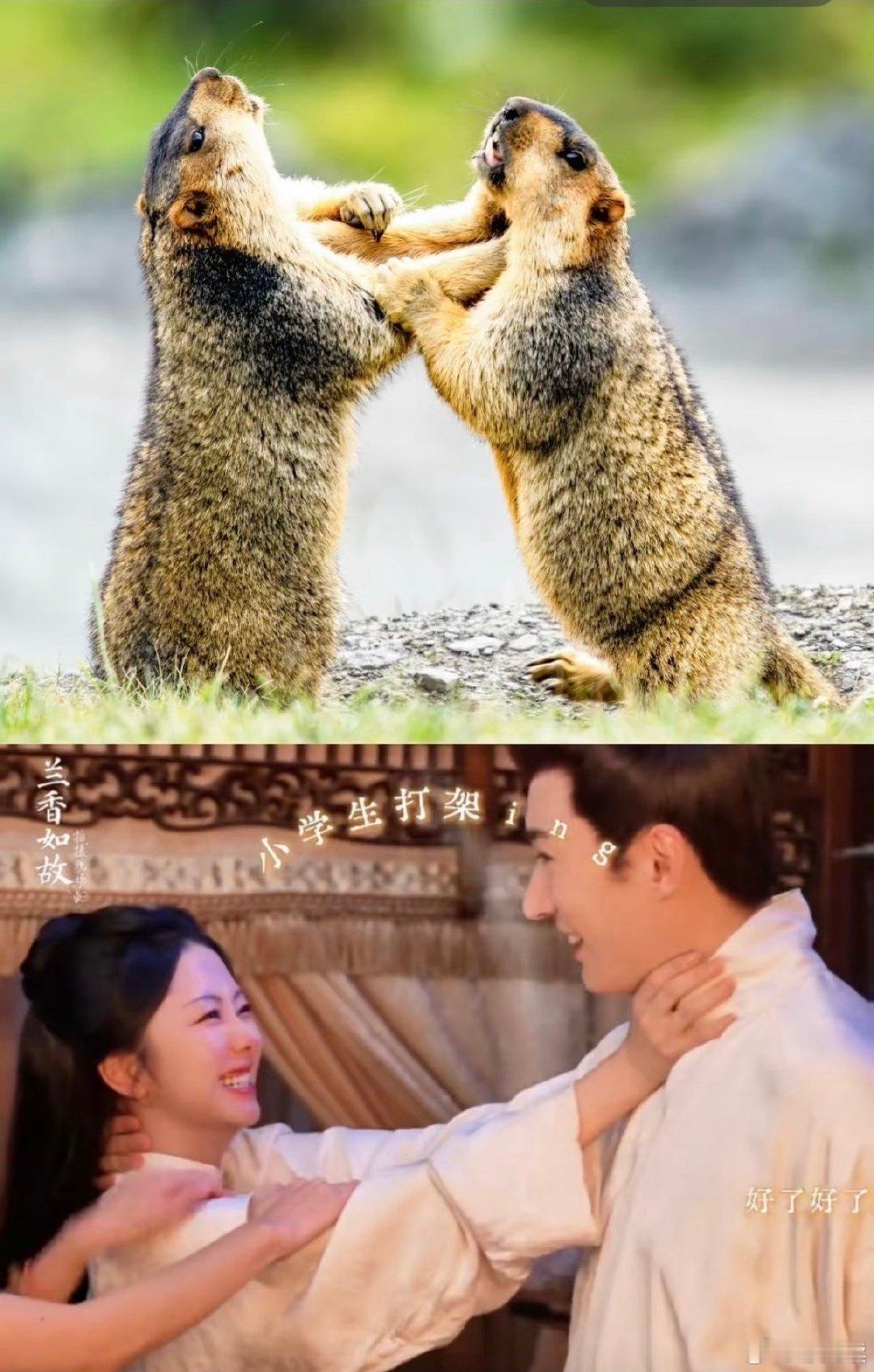 #兰香如故圆房花絮边看边笑#
Linda爷兰香圆房花絮 belike： ​