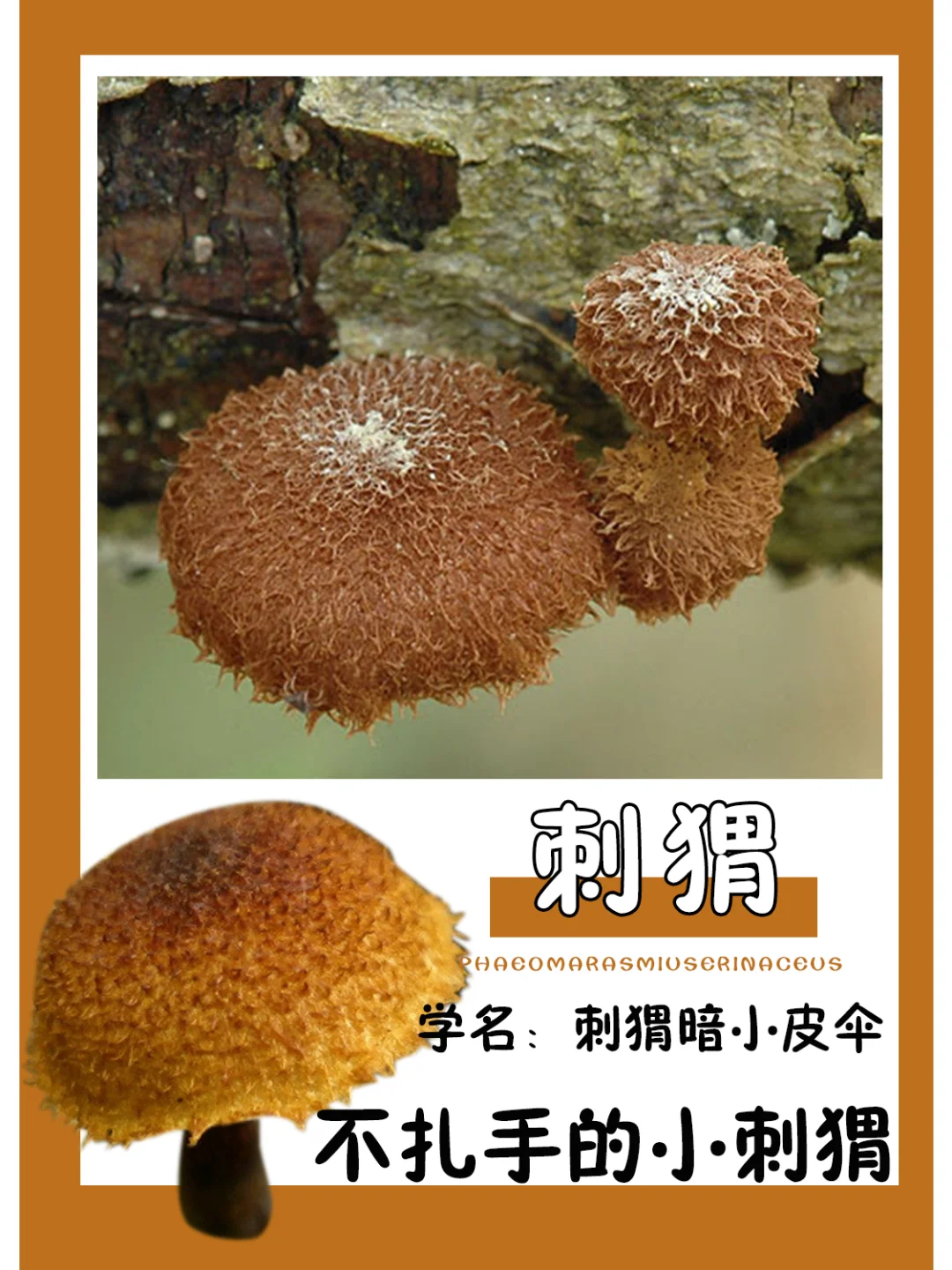 植物界的小刺猬，还有流苏喔~