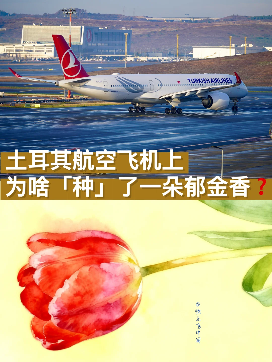 土耳其航空，飞机上为啥「种」了一朵郁金香❓