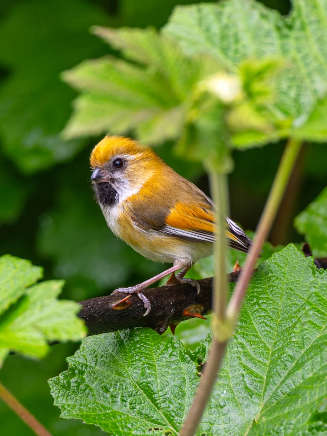 雨中的金色鸦雀小可爱！