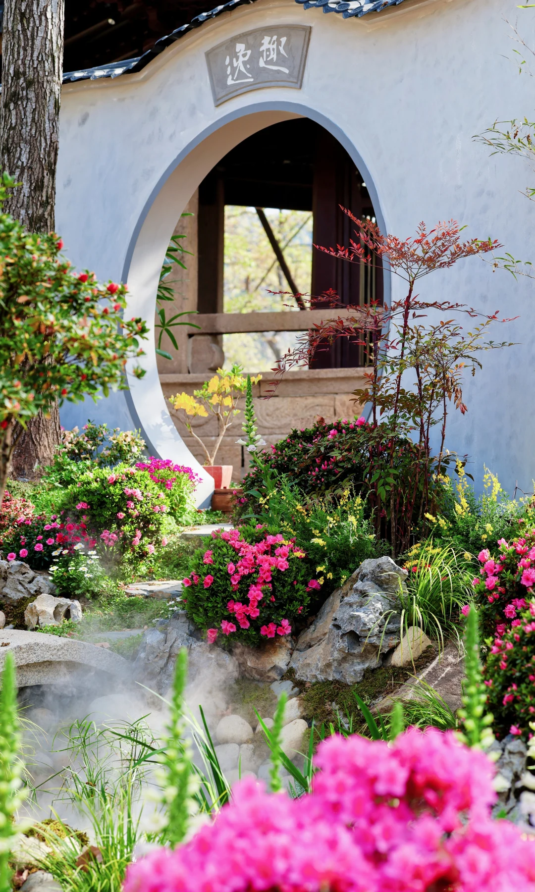 天平山杜鹃花海，闯入江南春日梦境