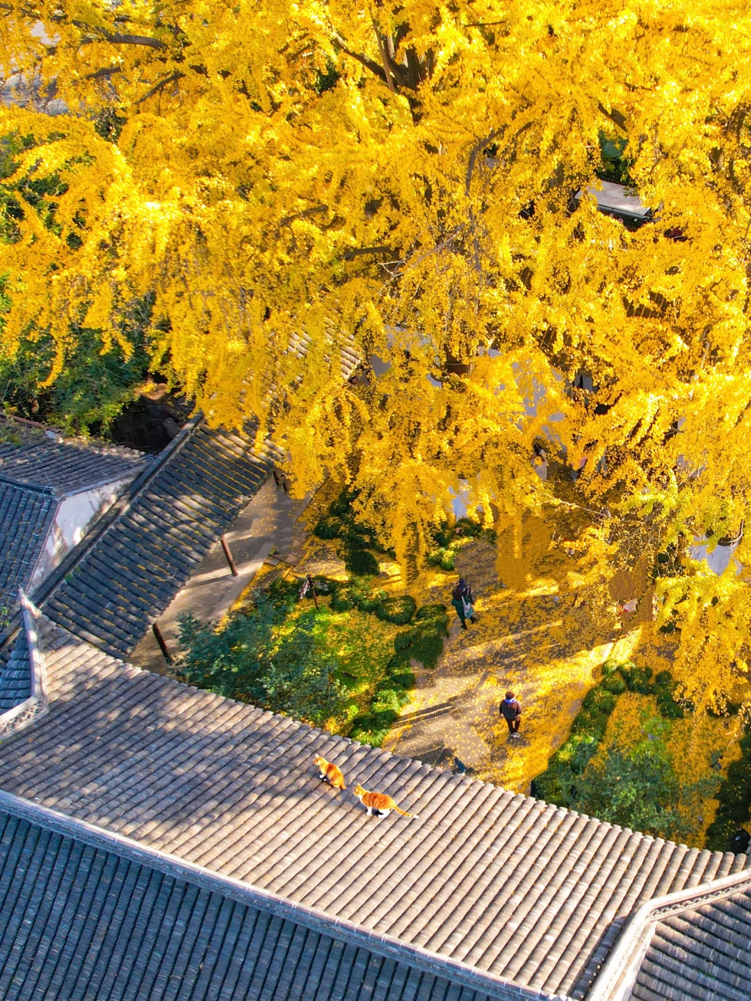 扬州最好的东西都是免费的！！（📍附地址