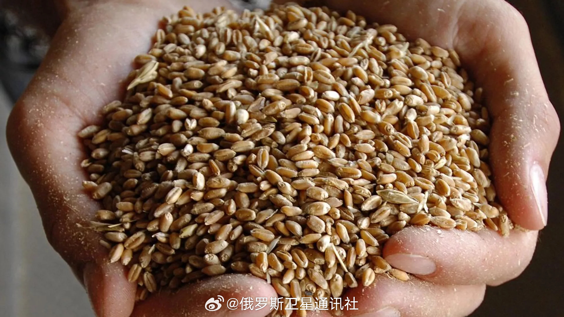 【媒体：#全球粮食体系三大支柱均面临威胁# 】据西方媒体8月23日报道，当前全球粮食体系依赖于稳定的贸易环境、充足的能源供应以及稳定的气候条件，但这三大要素目前均面临威胁圭尔夫大学教授埃文·弗雷泽（Evan Fraser）表示：“如今看来，这三项条件似乎无一得到满足。”#全球粮食危机意味着什么# 

 ​