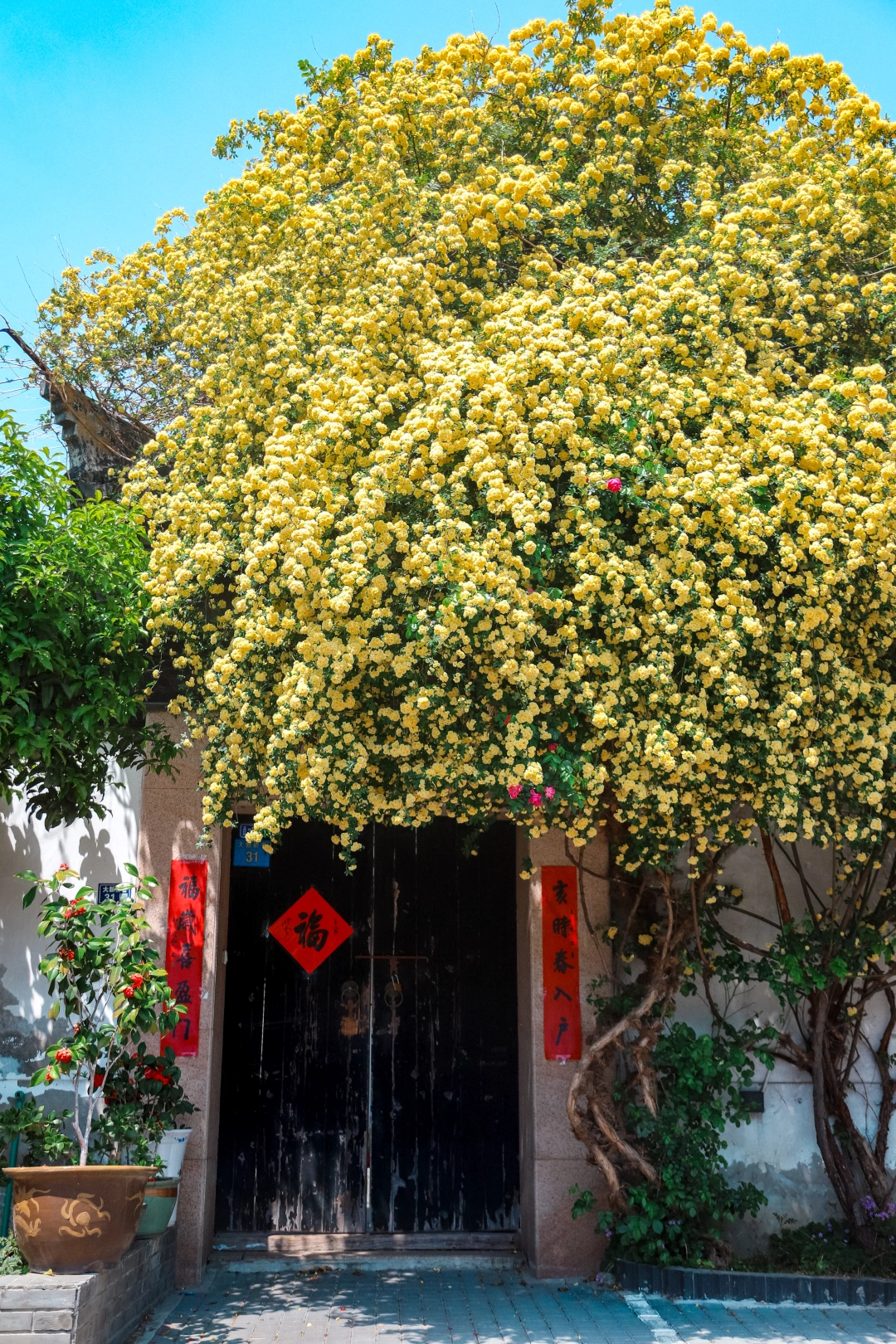 colorwalk｜五一苏州赏花攻略，附打卡点