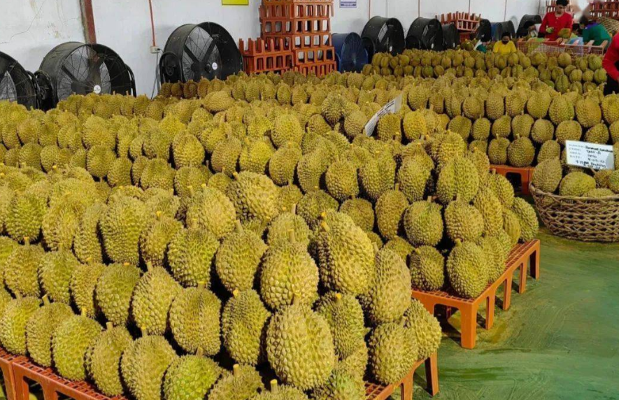 菲律宾又给中国甩锅！

四万吨榴莲烂成堆，

果农没钱赚，反倒问中国要赔偿？

真的离谱！菲律宾数万吨榴莲滞销腐烂，不想着自查问题，反倒倒打一耙，指责中国拒收货物，甚至公然索要赔偿，这番操作直接沦为国际笑柄。

可把时间线往前后这么一拉，事情却出现了一个很有意思的反转：真正出来给这条消息“灭火”的，