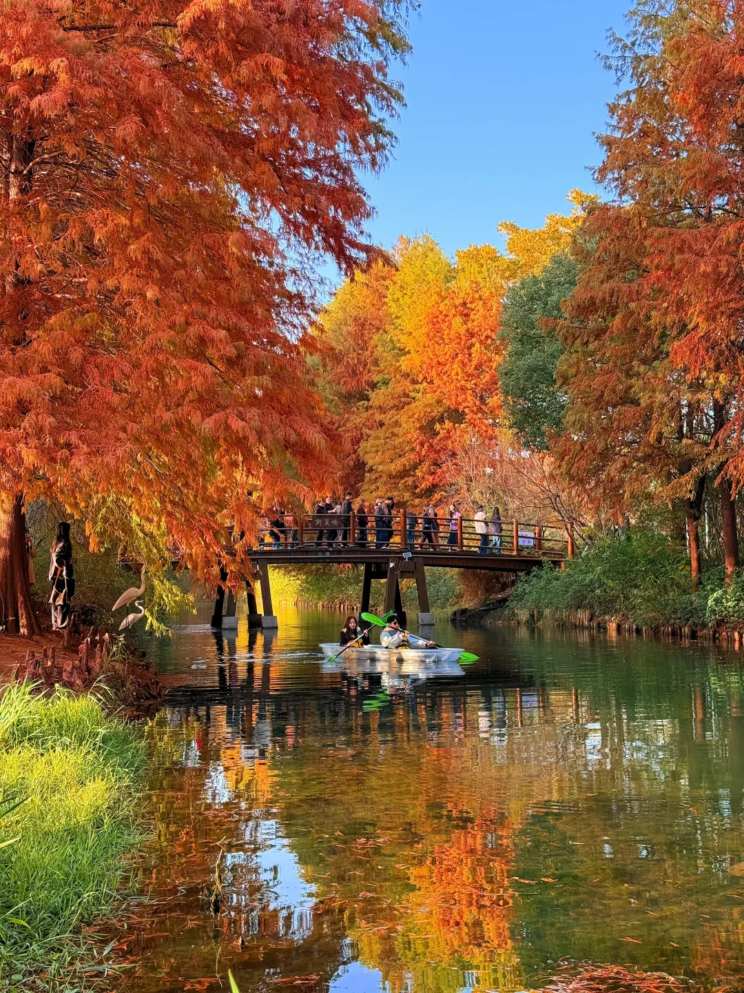 11.28实拍❗️虎丘湿地公园美疯了🥹