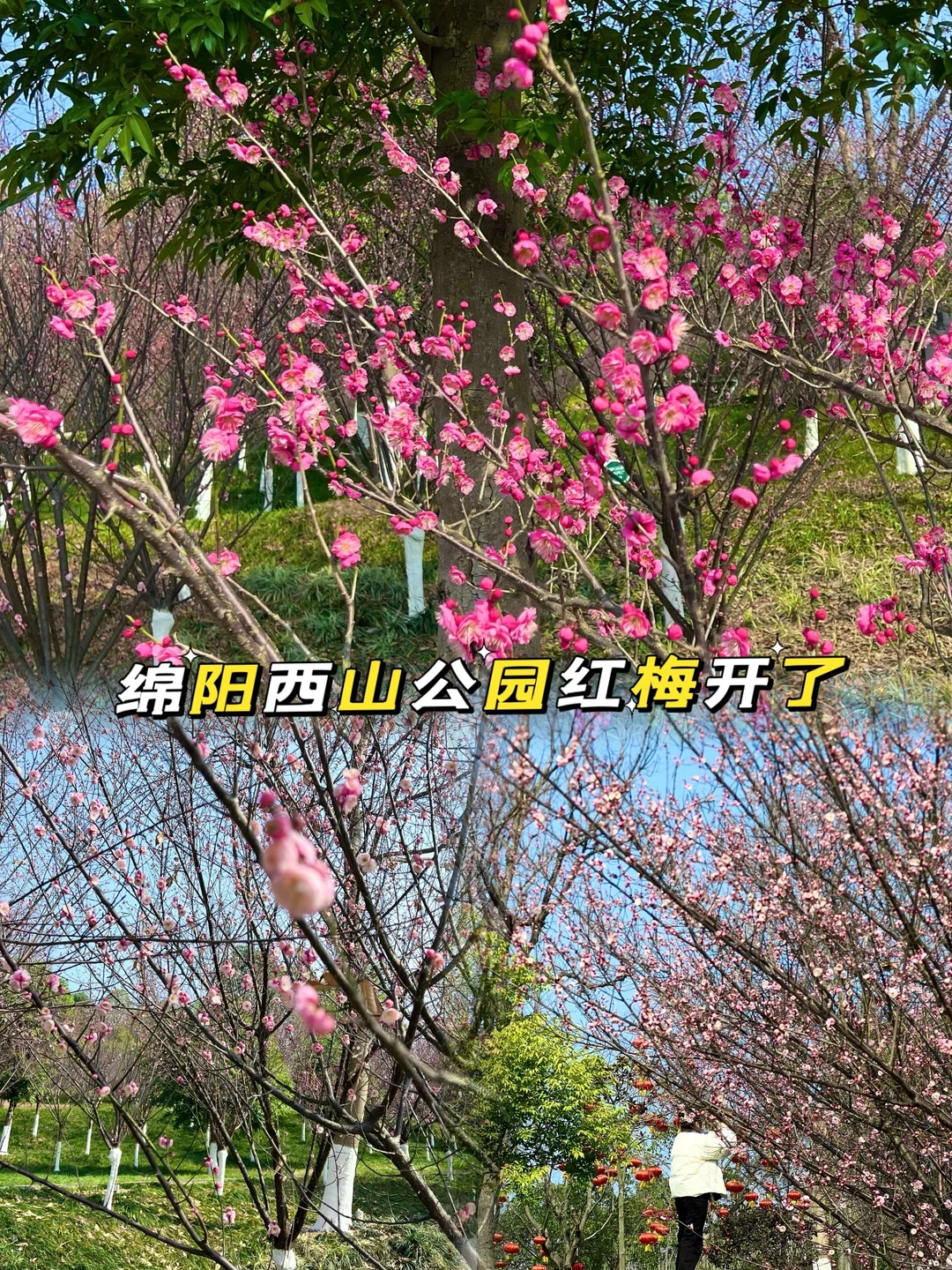 绵阳西山公园赏梅花攻略‼️“梅”景不等人