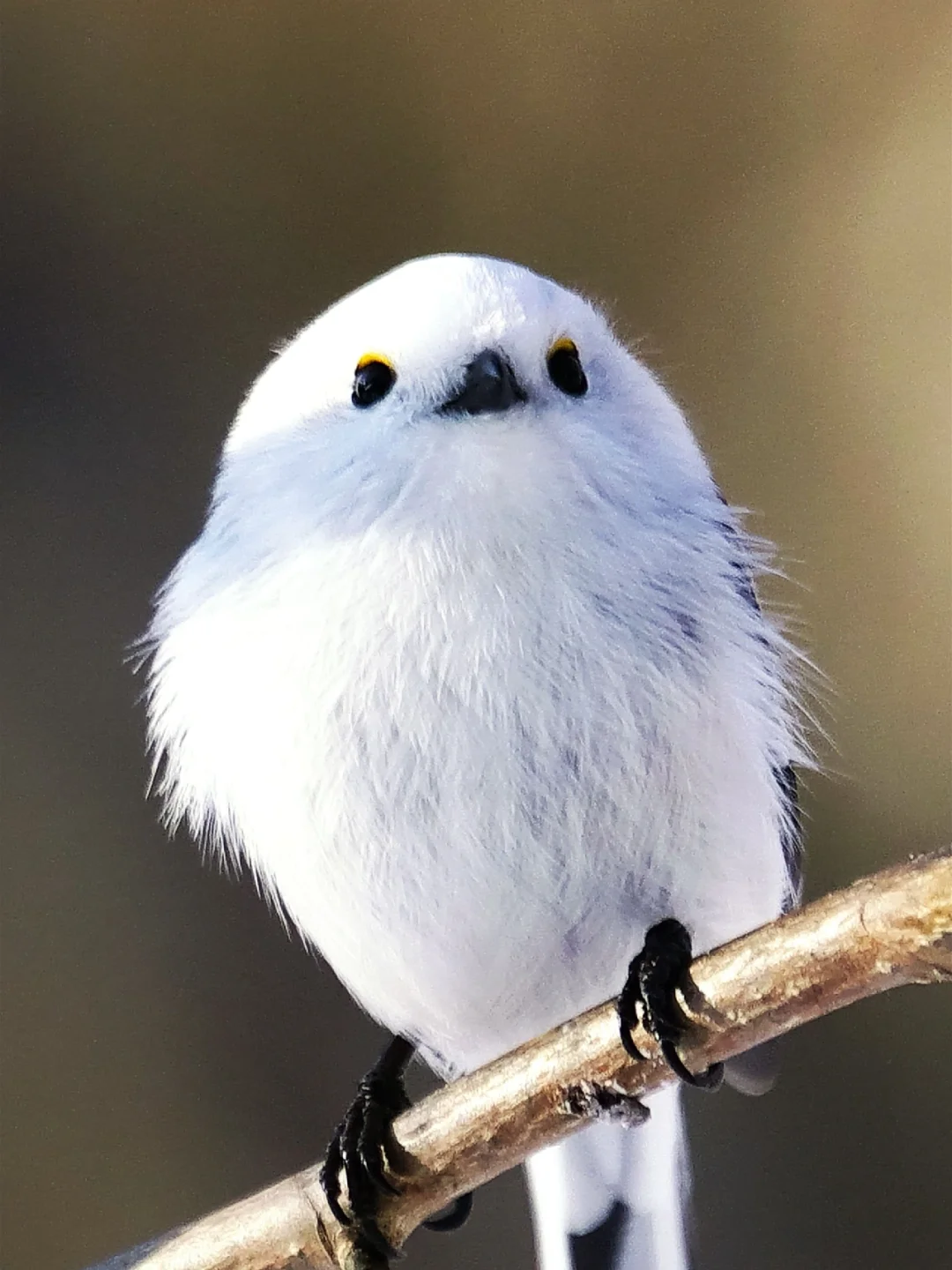 日本北海道 | 超萌雪之妖精！！银山雀(o^^o)
