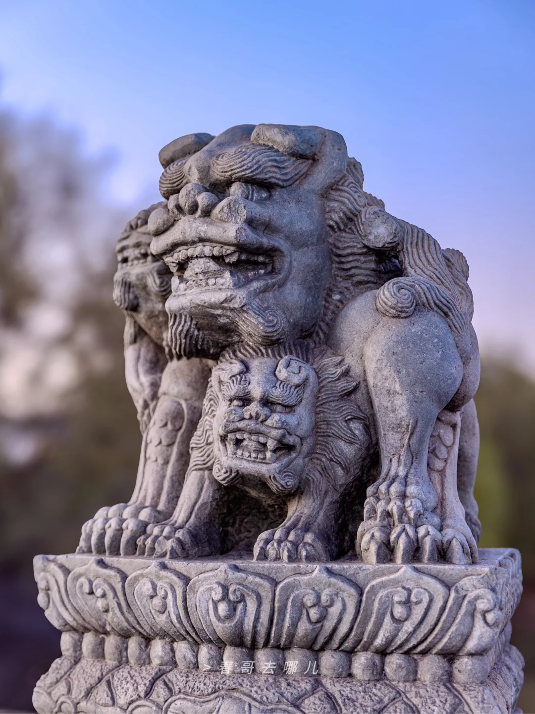 卢沟桥那些奶凶奶凶的小石狮 | 卢沟桥夜游