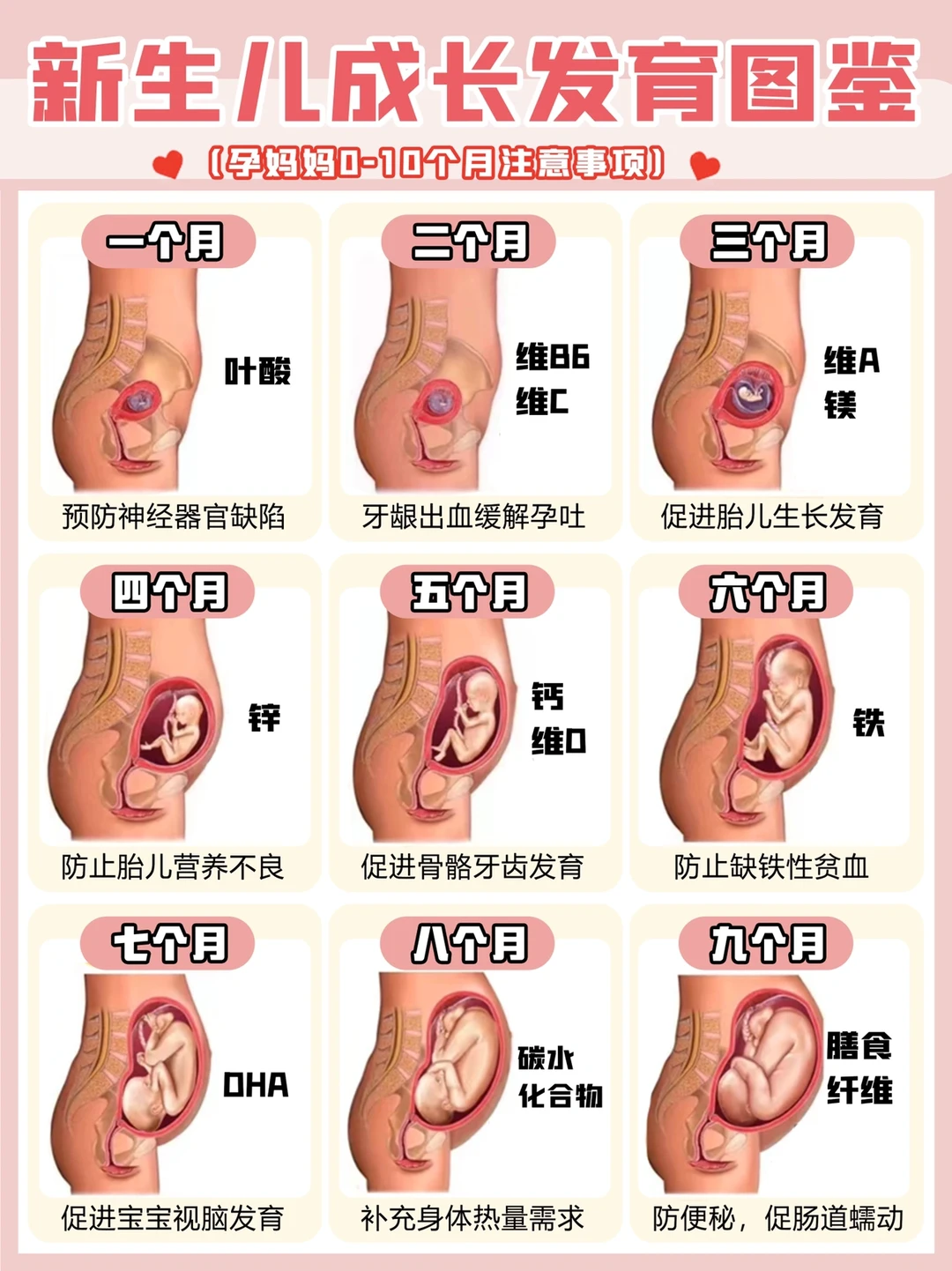 新手妈妈必看‼️怀孕后每月营养及注意事项‼️