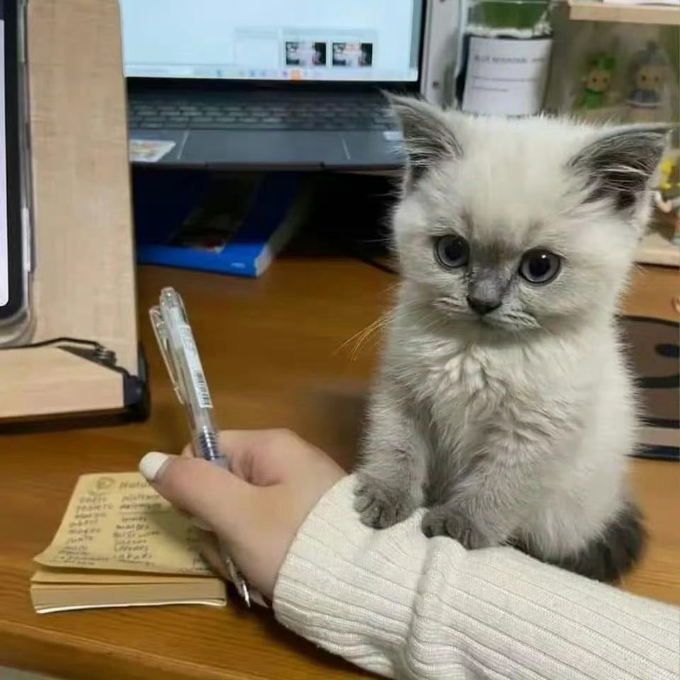 “人 陪我玩一会可以吗🥺” 金秋壁纸大放送 ​​​