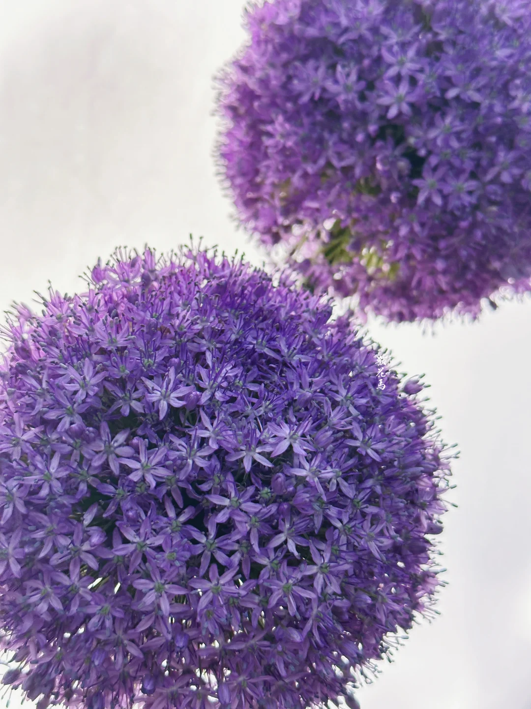 紫色小星球🌍｜大花葱