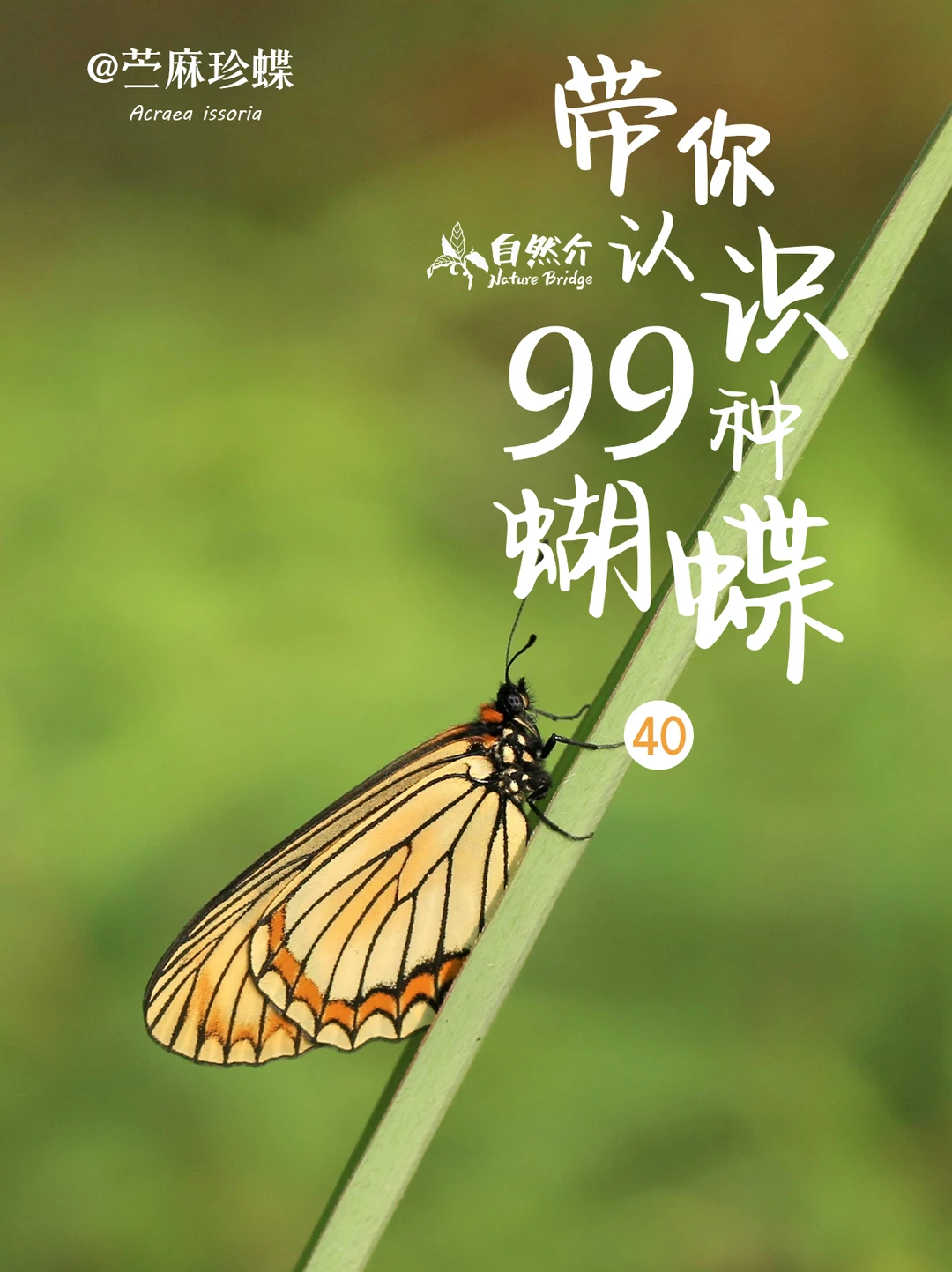 带你认识99种蝴蝶