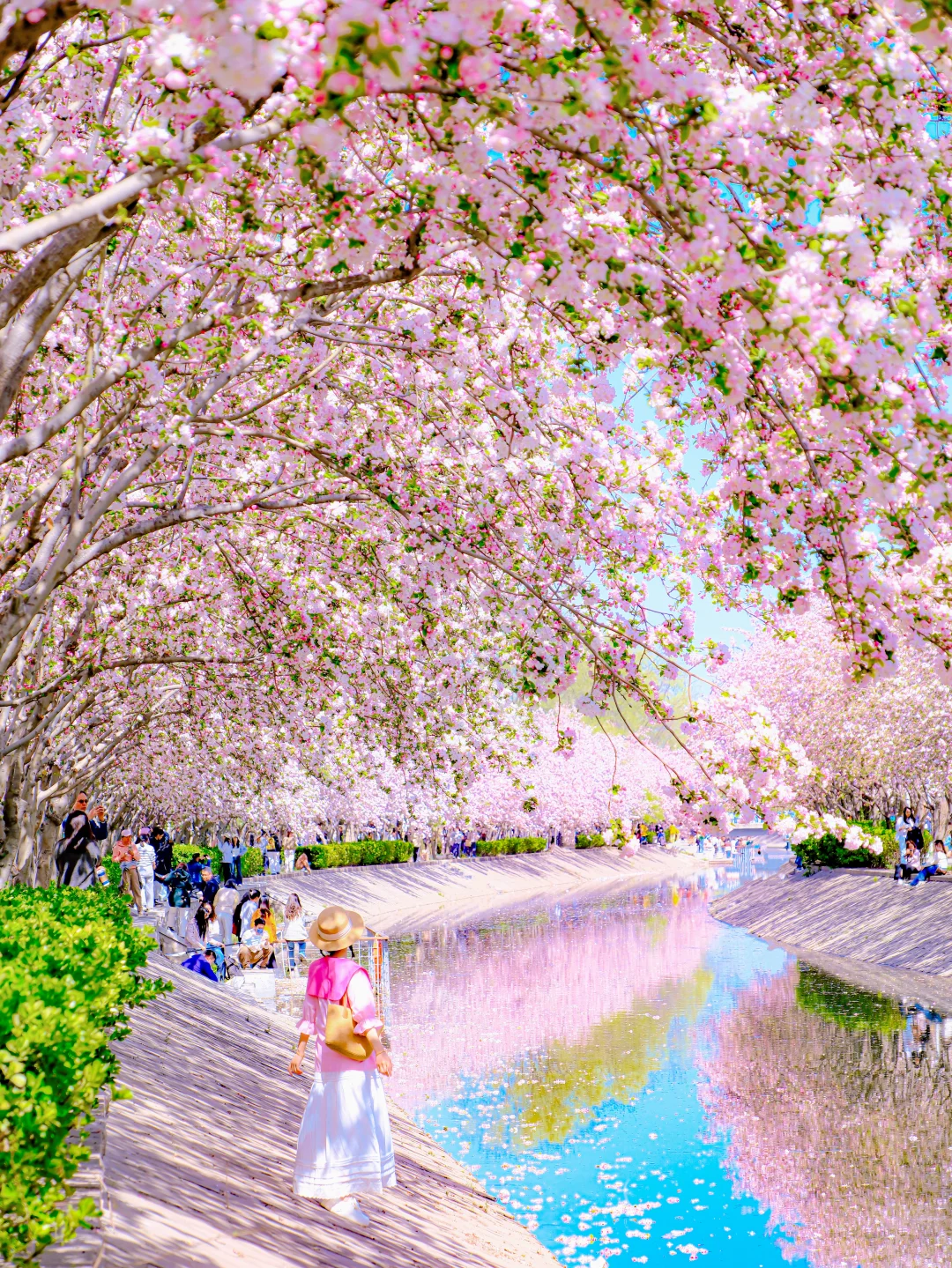 3.6播报，在北京春天赏花就去这几个地方❗️