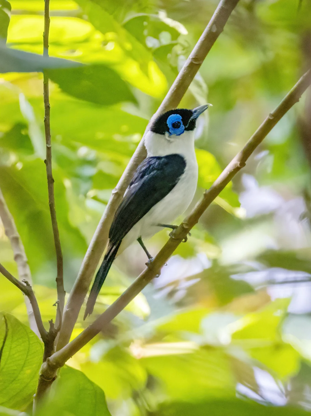 眼睛上贴着一朵蓝色的花：饰颈皱鹟