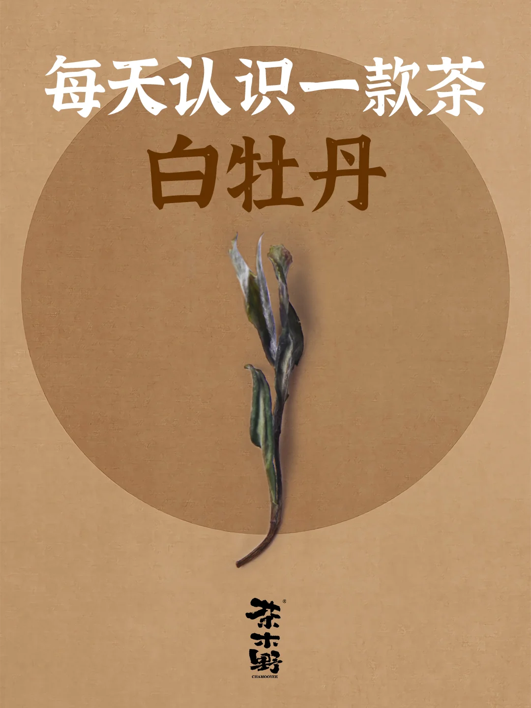 知识分享丨一分钟了解白牡丹