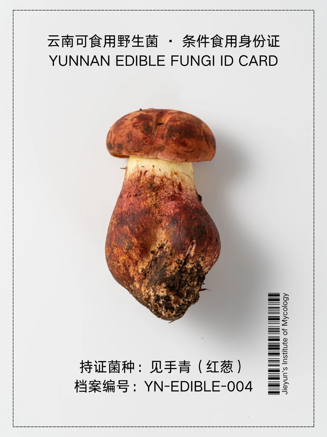 云南野生菌身份证NO.4｜红葱（见手青）