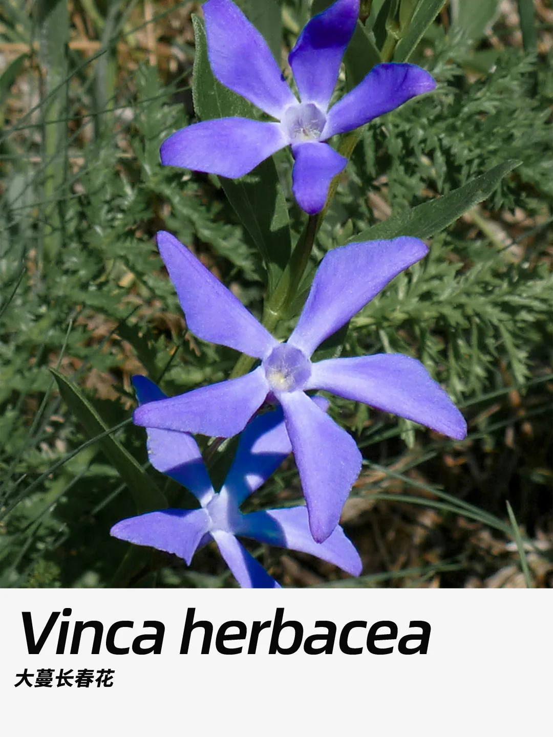 带你每天认识一种花材424｜大蔓长春花