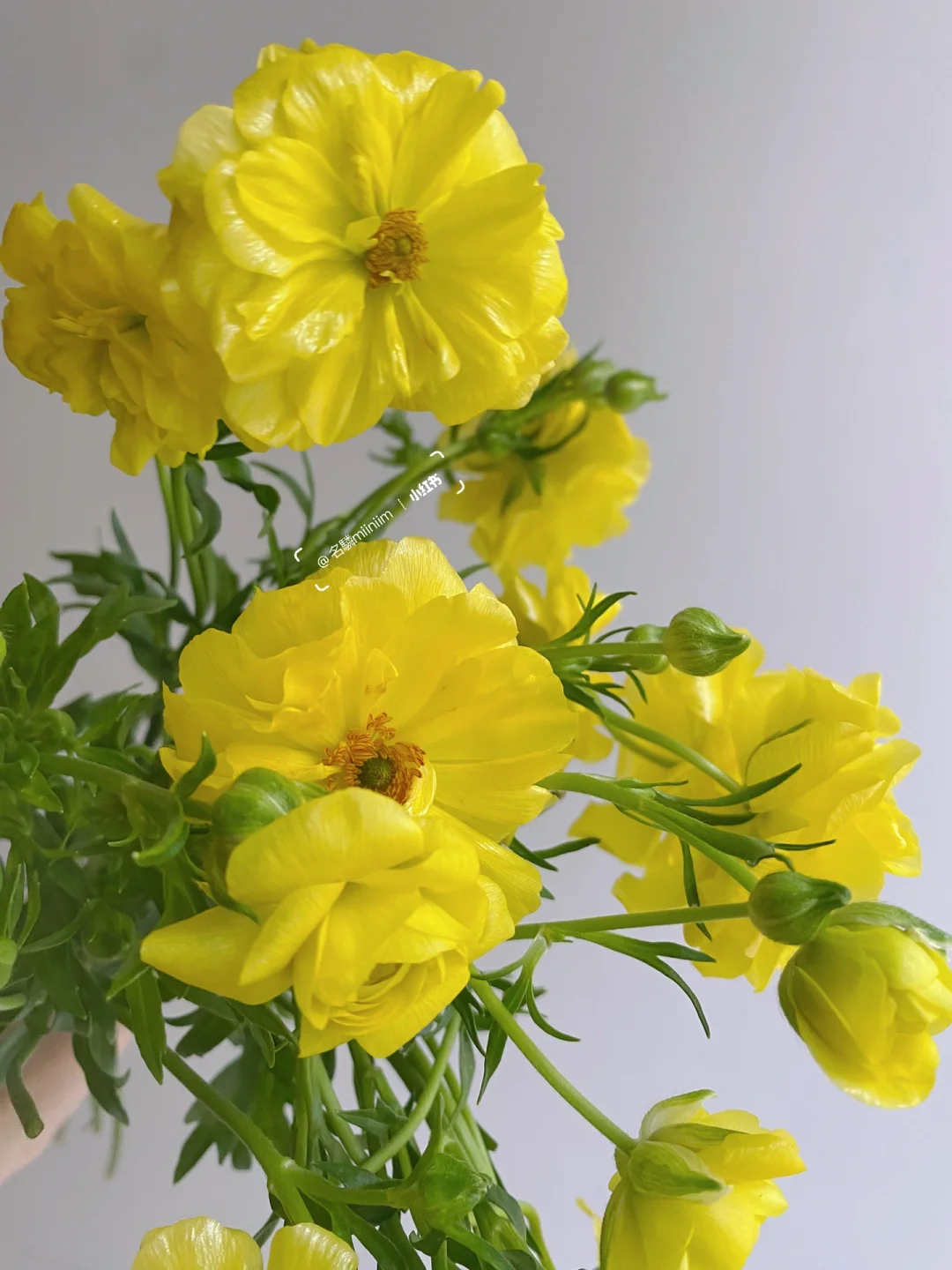 蝴蝶洋牡丹｜暖融融的黄色🌼