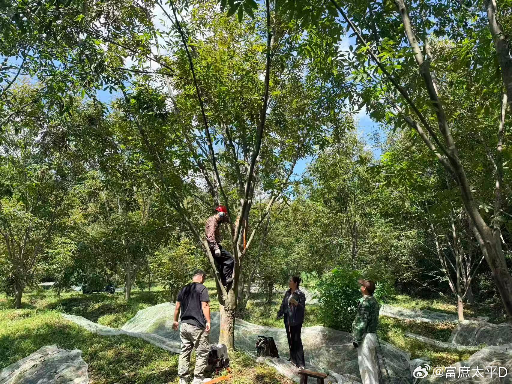 杭州林业工程师把一片山林种出了新花样🚩一亩山林，三层收益！杭州林业工程师华锦欣深耕山林十年，山核桃、黄精、铁皮石斛立体共生，不砍一棵树，盘活林下空间，让绿水青山实实在在变成金山银山。脚下泥巴路，心中生态梦，这就是林业人的实干答卷。启程十五五奋进新征程青爱的杭州 ​​​
