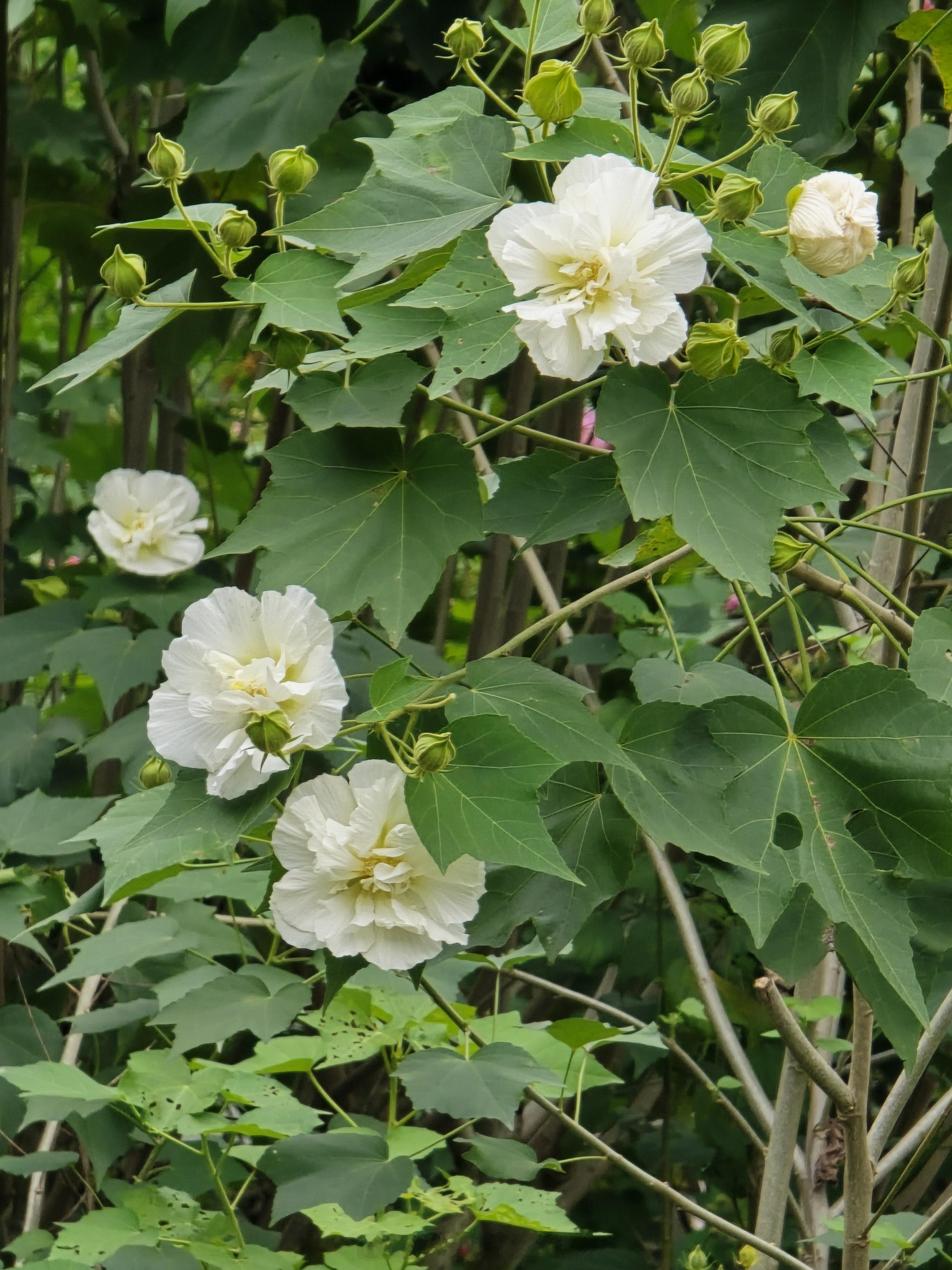 芙蓉花正开放 ​​​