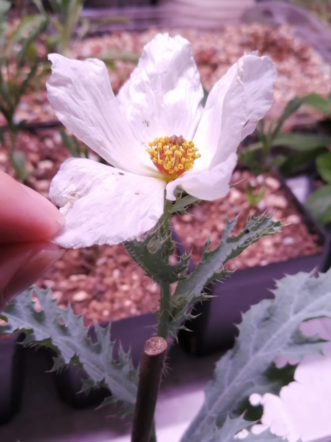 加州树虞美人Romneya coulteri开花啦！