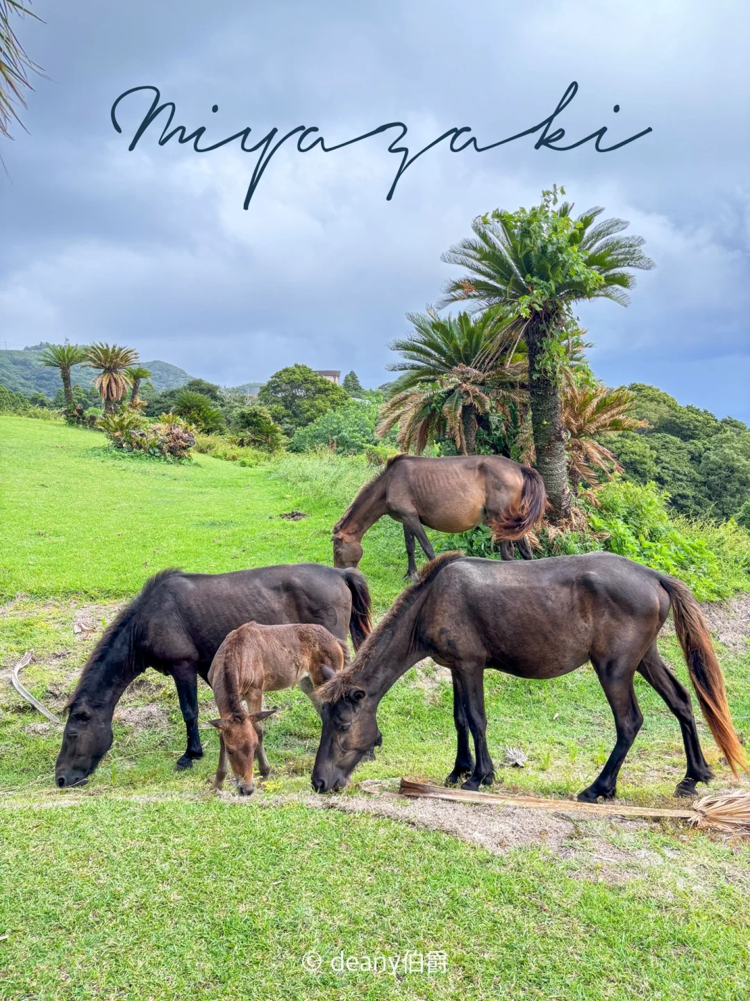 宫崎旅行|沿日南海岸轻松包车一日游
