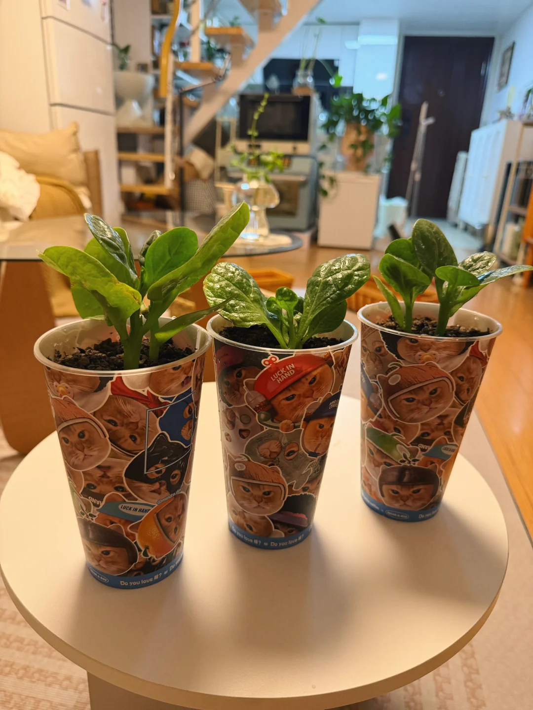 可爱的猫猫种植咖啡杯你有吗